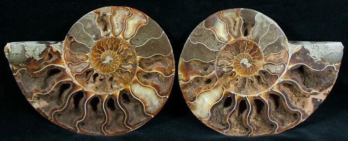 Stunning Cut & Polished Ammonite #6878